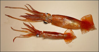 20120518-squid Fish4538.jpeg